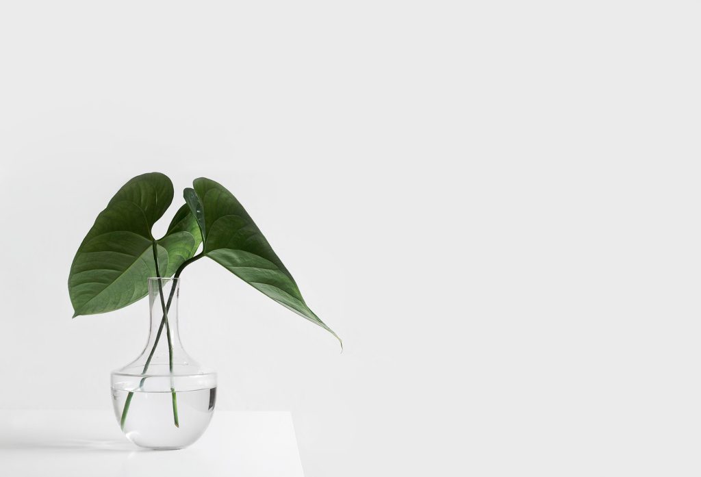 Plante verte dans un vase en verre, décoration épurée d’un logement